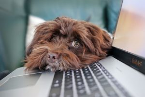 Hund liegt mit Kopf auf Notebook