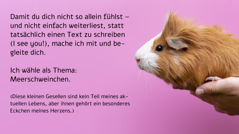 Meerschweinchen