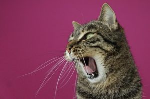 Katze reißt das Maul auf