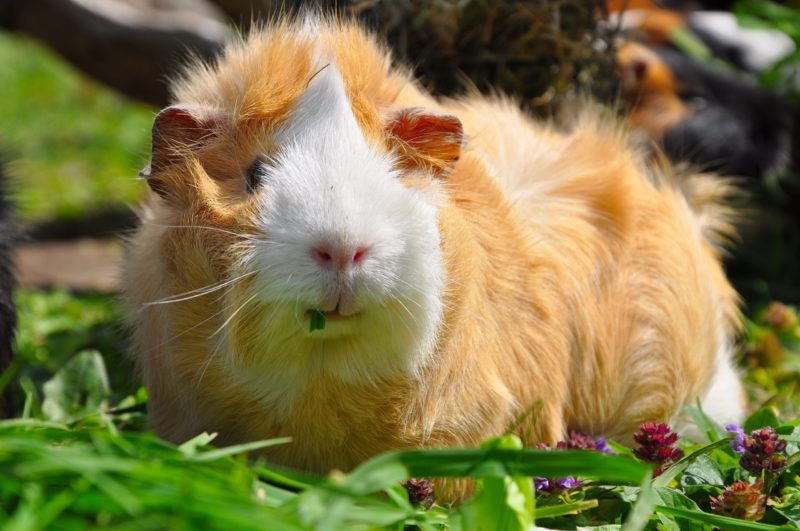 Meerschweinchen im Gras